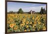 Sunflowers & Barn, Owosso, MI ‘10-Monte Nagler-Framed Photographic Print