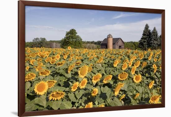 Sunflowers & Barn, Owosso, MI ‘10-Monte Nagler-Framed Photographic Print