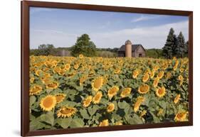 Sunflowers & Barn, Owosso, MI ‘10-Monte Nagler-Framed Photographic Print