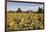 Sunflowers & Barn, Owosso, MI ‘10-Monte Nagler-Framed Photographic Print