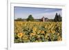 Sunflowers & Barn, Owosso, MI ‘10-Monte Nagler-Framed Photographic Print