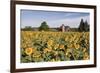 Sunflowers & Barn, Owosso, MI ‘10-Monte Nagler-Framed Photographic Print