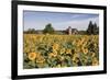 Sunflowers & Barn, Owosso, MI ‘10-Monte Nagler-Framed Photographic Print