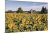 Sunflowers & Barn, Owosso, MI ‘10-Monte Nagler-Mounted Photographic Print