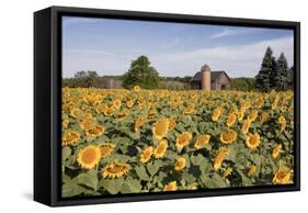 Sunflowers & Barn, Owosso, MI ‘10-Monte Nagler-Framed Stretched Canvas