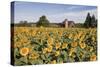 Sunflowers & Barn, Owosso, MI ‘10-Monte Nagler-Stretched Canvas