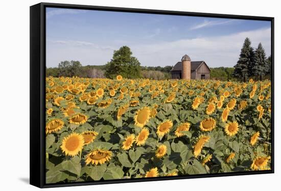 Sunflowers & Barn, Owosso, MI ‘10-Monte Nagler-Framed Stretched Canvas