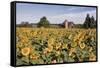 Sunflowers & Barn, Owosso, MI ‘10-Monte Nagler-Framed Stretched Canvas