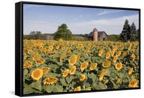 Sunflowers & Barn, Owosso, MI ‘10-Monte Nagler-Framed Stretched Canvas