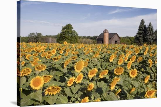 Sunflowers & Barn, Owosso, MI ‘10-Monte Nagler-Stretched Canvas