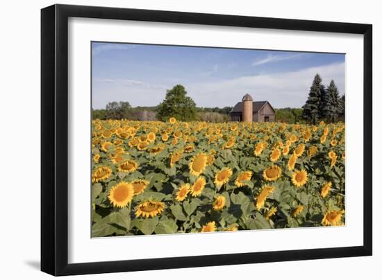 Sunflowers & Barn, Owosso, MI ‘10-Monte Nagler-Framed Photographic Print