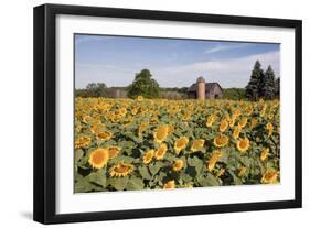 Sunflowers & Barn, Owosso, MI ‘10-Monte Nagler-Framed Photographic Print