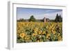 Sunflowers & Barn, Owosso, MI ‘10-Monte Nagler-Framed Photographic Print