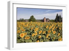 Sunflowers & Barn, Owosso, MI ‘10-Monte Nagler-Framed Photographic Print