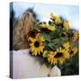 Sunflowers Being Carried by Grower, Washington State, USA-Aaron McCoy-Stretched Canvas