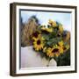 Sunflowers Being Carried by Grower, Washington State, USA-Aaron McCoy-Framed Photographic Print