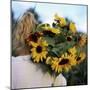 Sunflowers Being Carried by Grower, Washington State, USA-Aaron McCoy-Mounted Photographic Print