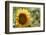 Sunflowers blooming near lavender fields during summer in Valensole, Provence, France.-Michele Niles-Framed Photographic Print