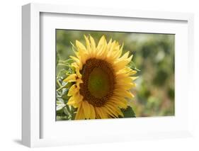 Sunflowers blooming near lavender fields during summer in Valensole, Provence, France.-Michele Niles-Framed Photographic Print