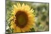 Sunflowers blooming near lavender fields during summer in Valensole, Provence, France.-Michele Niles-Mounted Photographic Print