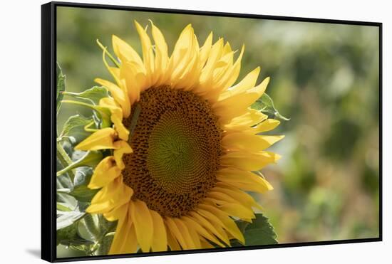 Sunflowers blooming near lavender fields during summer in Valensole, Provence, France.-Michele Niles-Framed Stretched Canvas