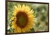 Sunflowers blooming near lavender fields during summer in Valensole, Provence, France.-Michele Niles-Framed Photographic Print