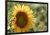 Sunflowers blooming near lavender fields during summer in Valensole, Provence, France.-Michele Niles-Framed Photographic Print