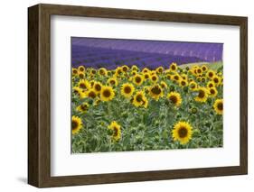 Sunflowers blooming near lavender fields during summer in Valensole, Provence, France.-Michele Niles-Framed Photographic Print