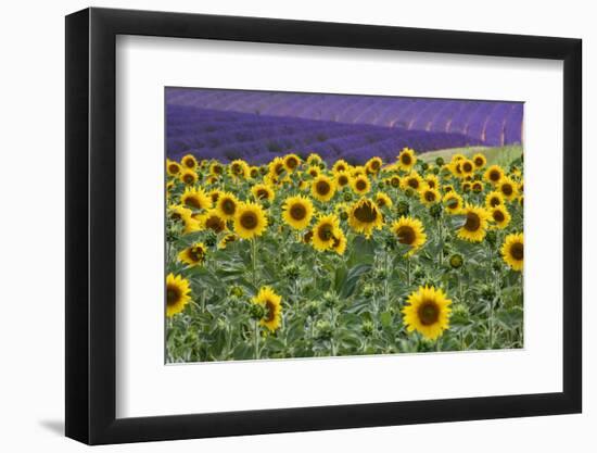 Sunflowers blooming near lavender fields during summer in Valensole, Provence, France.-Michele Niles-Framed Photographic Print