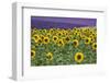 Sunflowers blooming near lavender fields during summer in Valensole, Provence, France.-Michele Niles-Framed Photographic Print