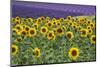 Sunflowers blooming near lavender fields during summer in Valensole, Provence, France.-Michele Niles-Mounted Photographic Print