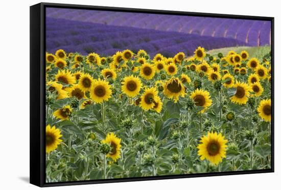 Sunflowers blooming near lavender fields during summer in Valensole, Provence, France.-Michele Niles-Framed Stretched Canvas