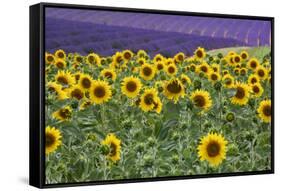 Sunflowers blooming near lavender fields during summer in Valensole, Provence, France.-Michele Niles-Framed Stretched Canvas