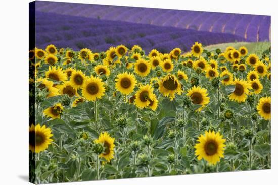 Sunflowers blooming near lavender fields during summer in Valensole, Provence, France.-Michele Niles-Stretched Canvas