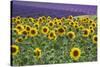 Sunflowers blooming near lavender fields during summer in Valensole, Provence, France.-Michele Niles-Stretched Canvas