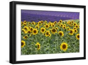 Sunflowers blooming near lavender fields during summer in Valensole, Provence, France.-Michele Niles-Framed Photographic Print