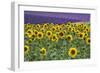 Sunflowers blooming near lavender fields during summer in Valensole, Provence, France.-Michele Niles-Framed Photographic Print