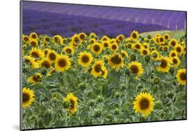 Sunflowers blooming near lavender fields during summer in Valensole, Provence, France.-Michele Niles-Mounted Photographic Print