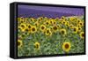 Sunflowers blooming near lavender fields during summer in Valensole, Provence, France.-Michele Niles-Framed Stretched Canvas