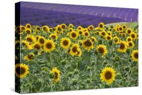 Sunflowers blooming near lavender fields during summer in Valensole, Provence, France.-Michele Niles-Stretched Canvas