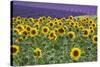 Sunflowers blooming near lavender fields during summer in Valensole, Provence, France.-Michele Niles-Stretched Canvas