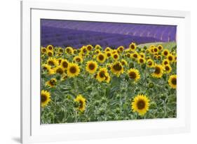 Sunflowers blooming near lavender fields during summer in Valensole, Provence, France.-Michele Niles-Framed Photographic Print