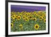 Sunflowers blooming near lavender fields during summer in Valensole, Provence, France.-Michele Niles-Framed Photographic Print
