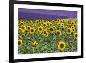 Sunflowers blooming near lavender fields during summer in Valensole, Provence, France.-Michele Niles-Framed Photographic Print