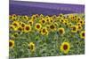 Sunflowers blooming near lavender fields during summer in Valensole, Provence, France.-Michele Niles-Mounted Photographic Print