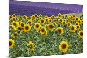 Sunflowers blooming near lavender fields during summer in Valensole, Provence, France.-Michele Niles-Mounted Photographic Print