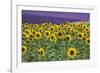 Sunflowers blooming near lavender fields during summer in Valensole, Provence, France.-Michele Niles-Framed Photographic Print