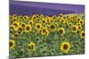 Sunflowers blooming near lavender fields during summer in Valensole, Provence, France.-Michele Niles-Mounted Photographic Print