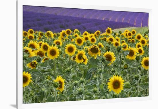 Sunflowers blooming near lavender fields during summer in Valensole, Provence, France.-Michele Niles-Framed Photographic Print