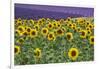 Sunflowers blooming near lavender fields during summer in Valensole, Provence, France.-Michele Niles-Framed Photographic Print